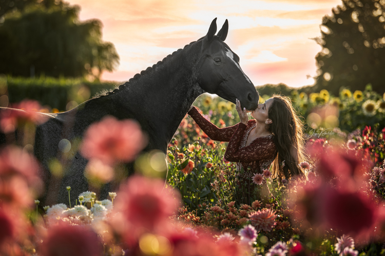 Portretfoto van paard tussen de dahlia's